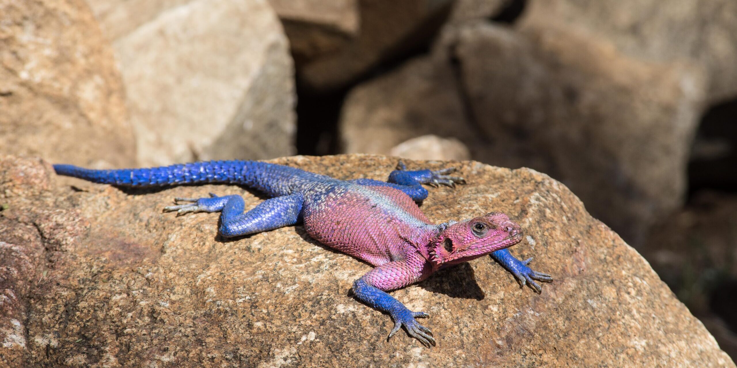 VLBiodiv-230-scaled-2560×1280